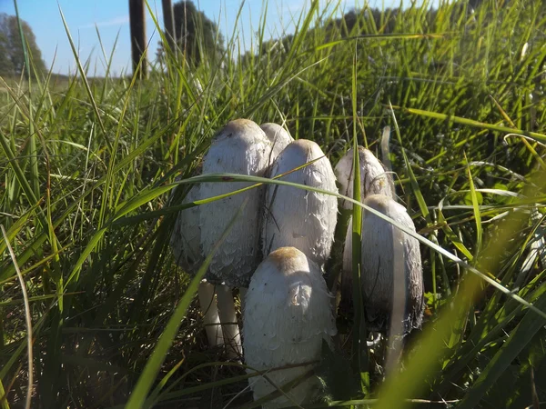 Psí agaric houby (Hnojník). — Stock fotografie