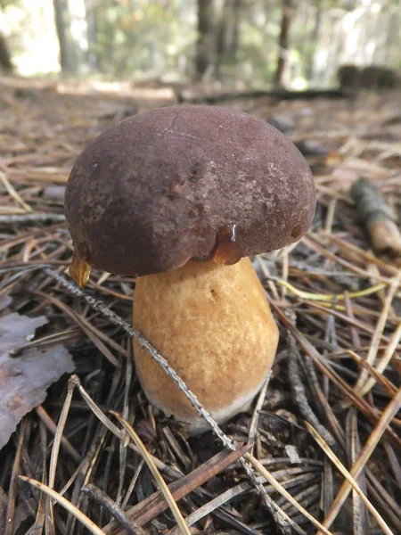 Bahía comestible Bolete (Boletus badius) en Polonia Europa —  Fotos de Stock