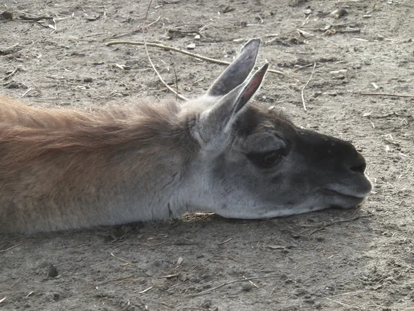 Llama sleeping — Stock Photo, Image