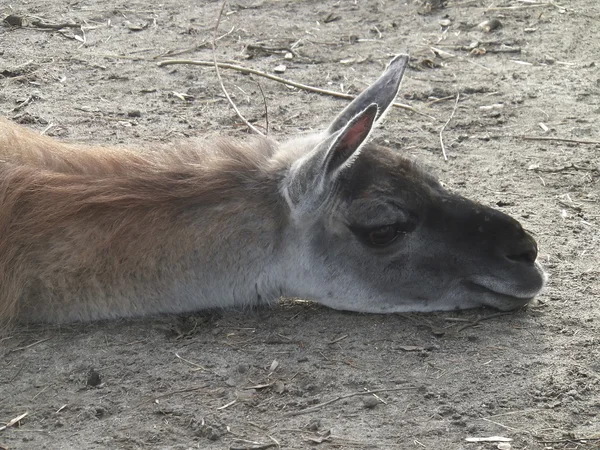 Llama sleeping — Stock Photo, Image