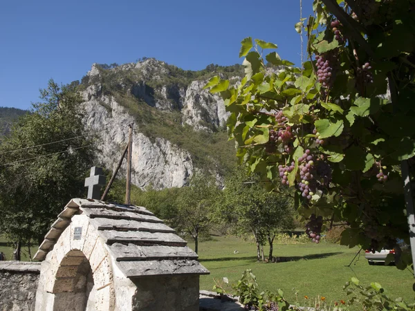 Fruit vine grapes on a sunny day in the Balkans — Stock Photo, Image