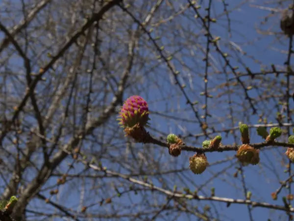 ベルトと花カラマツの枝 — ストック写真