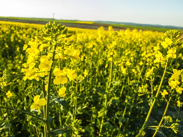 Flourishing field of yellow rape — Stock Photo, Image