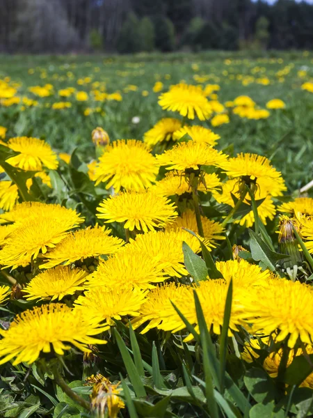 Weide In volledige bloei gele paardebloemen mei — Stockfoto