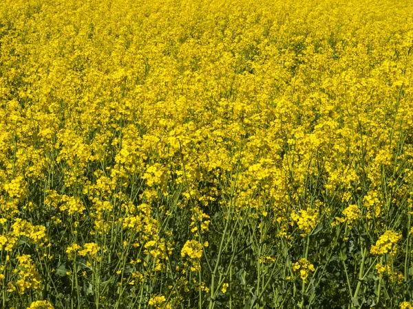 Blomstrande fält av gula raps — Stockfoto