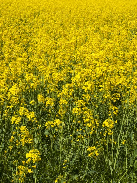 Fiorente campo di colza gialla — Foto Stock