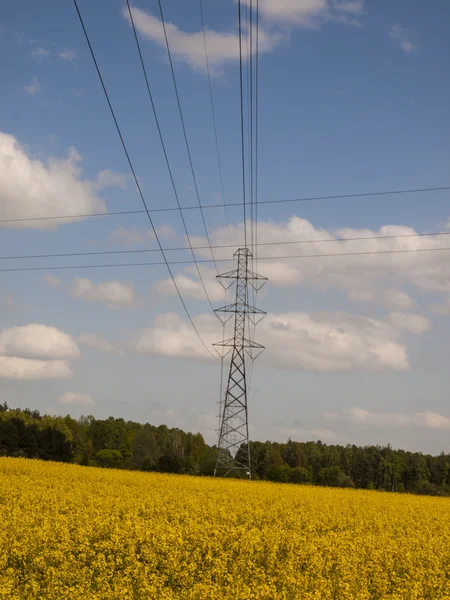 Pole rzepaku jako roślina oleista — Zdjęcie stockowe