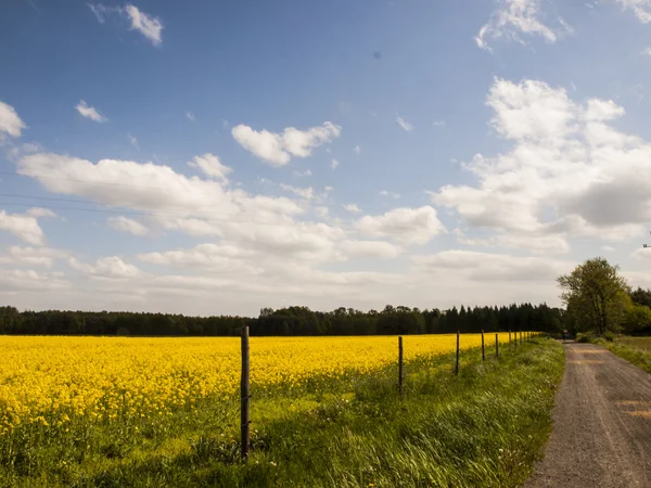 Dirt road Stock Photo