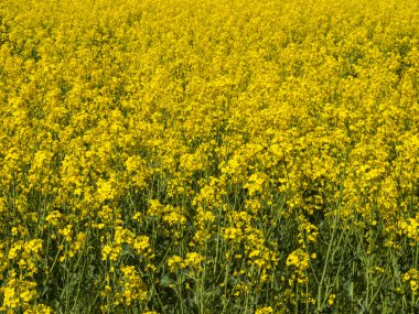 gelişen alan sarı tecavüz