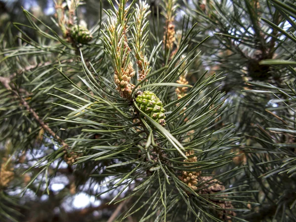 Pine branch  in the spring — Stock Photo, Image