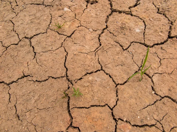 Dry cracked earth Background — Stock Photo, Image