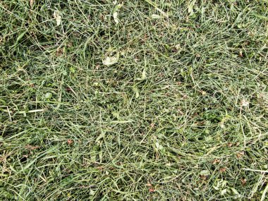 arka plan olarak saman