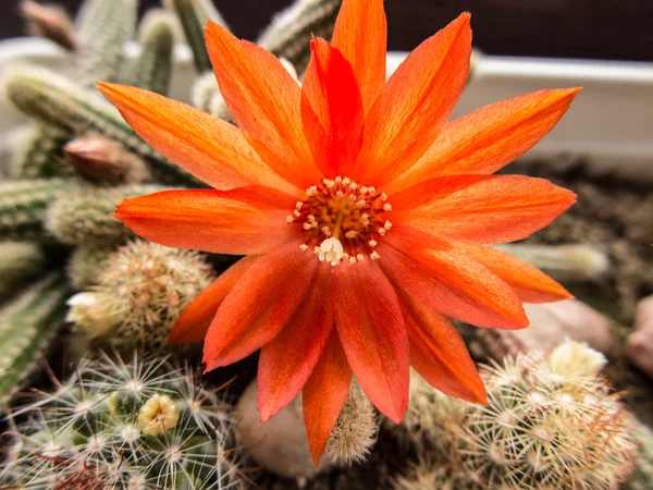 Small cactus with red flower — Stock Photo, Image