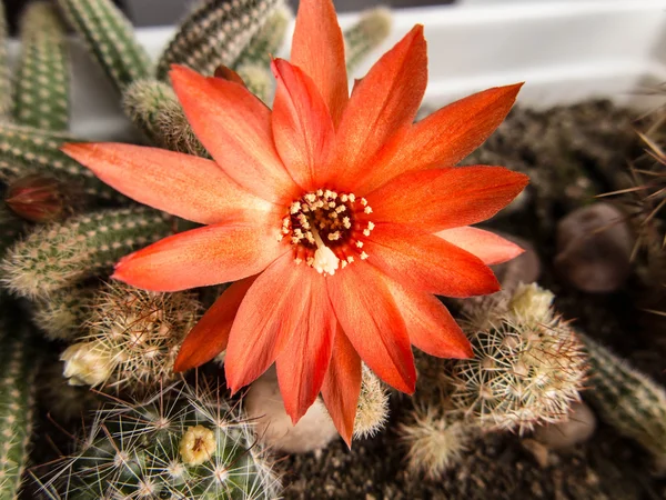 Small cactus with red flower — Stock Photo, Image