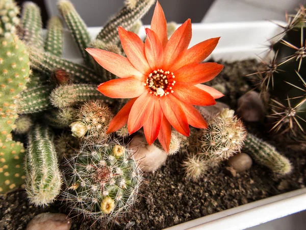 Small cactus with red flower — Stock Photo, Image