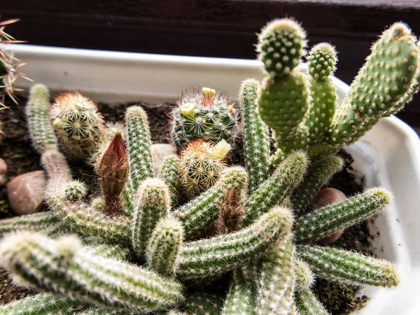 Small cactus with flower — Stock Photo, Image