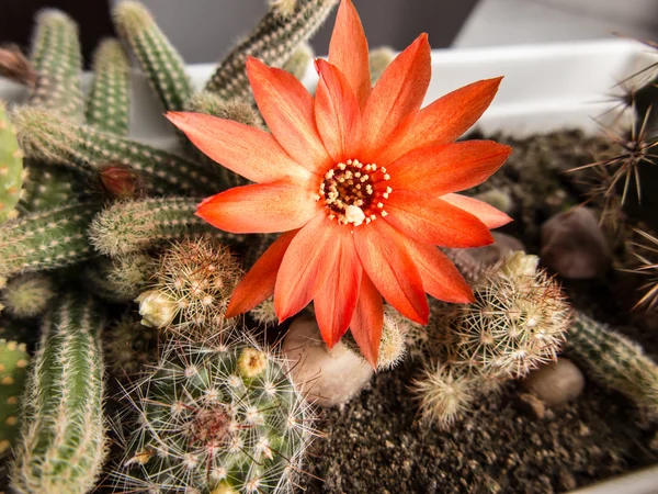 Small cactus with red flower — Stock Photo, Image