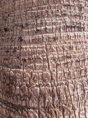 arka plan, kabuk hurma