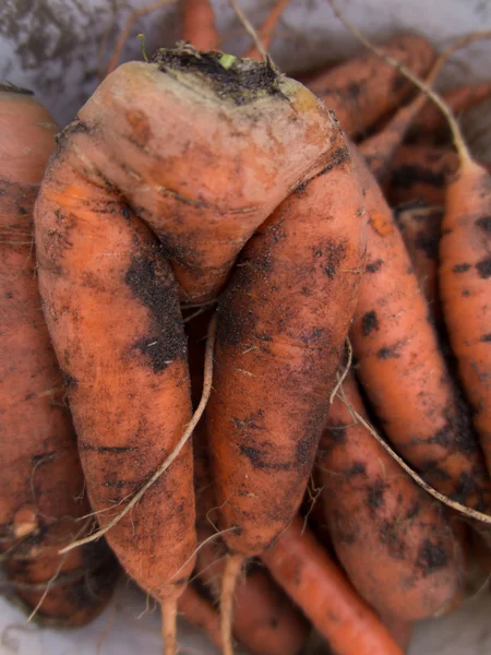 Zanahorias con una forma inusual — Foto de Stock