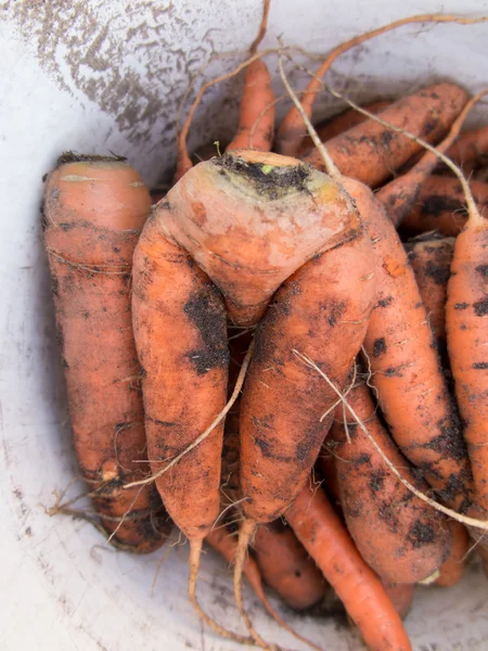 Zanahorias con una forma inusual — Foto de Stock