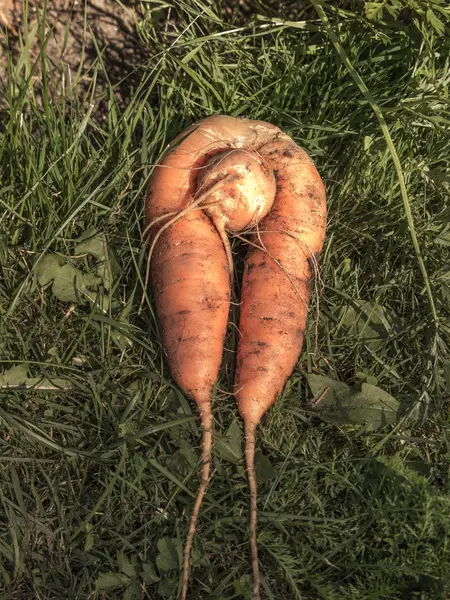 Zanahorias frescas cosechadas en el suelo — Foto de Stock