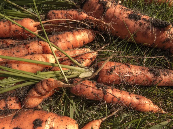 Zanahorias frescas cosechadas en el suelo — Foto de Stock