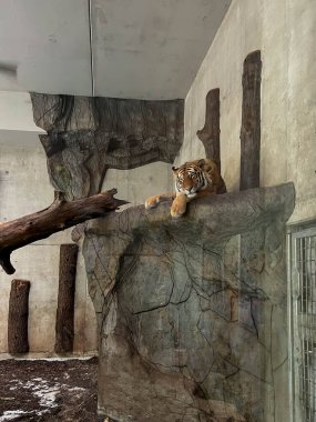 Polonya 'nın Opole kentindeki hayvanat bahçesinde Sibirya kaplanı.