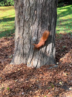 Parkta kestane ağacına tırmanan bir sincap..