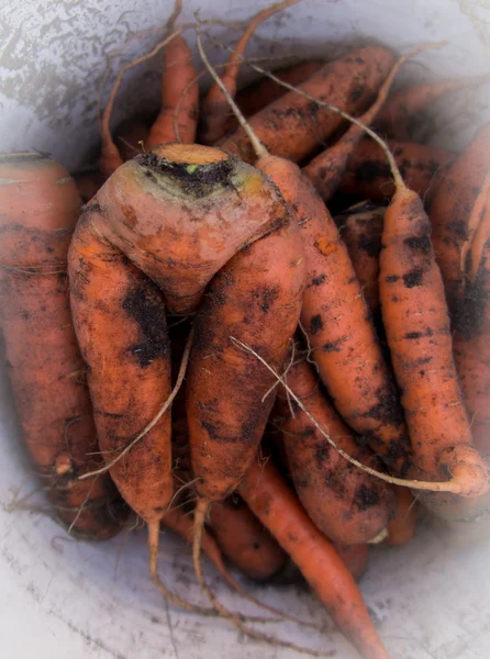 Čerstvě sklizená mrkev na zemi — Stock fotografie