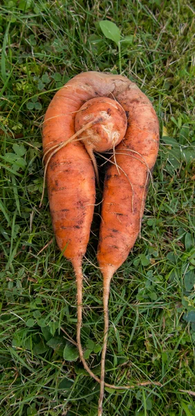 Zanahorias frescas cosechadas en el suelo — Foto de Stock