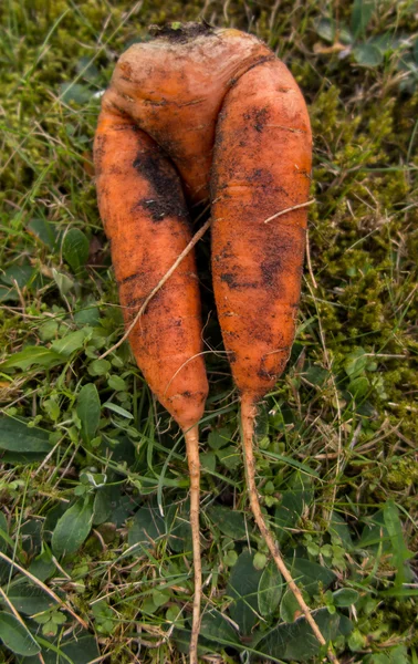 Zanahorias frescas cosechadas en el suelo — Foto de Stock