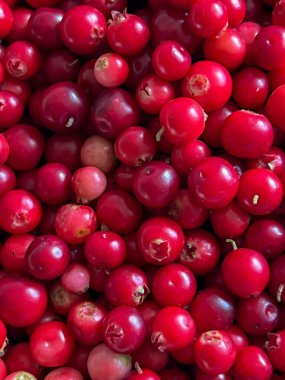 Ormandaki çalılıklardan toplanan kırmızı yaban mersinleri, temizlikten sonra, olgun yaban mersinlerinin kendileri - arka plan olarak.