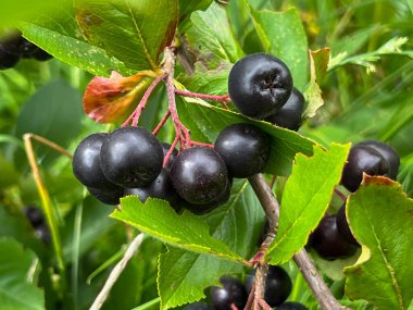 Olgun Aronia üzümleri bir dalda - yakın plan.