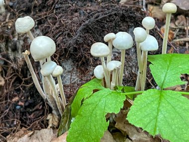 Ormandaki Flammulina filiform mantarlarına yakın çekim.