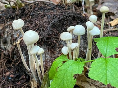 Ormandaki Flammulina filiform mantarlarına yakın çekim.