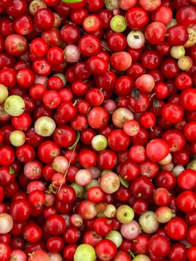 Ormandaki çalılıklardan toplandıktan sonra, temizlenmeden önce - arka plan olarak.