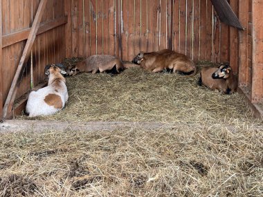Polonya, Kudowa-Zdroj 'da Kaybolan Meslekler Yolu. Egzotik koyunlar, lama 'lar ve küçük hayvanat bahçesinde develer..