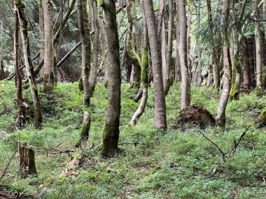 Orlica yamaçlarında eğri ağaçlar büyüyen bir orman Orlickie Dağları 'nda.