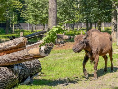 Bizonlar Pszczyna, Polonya 'daki 