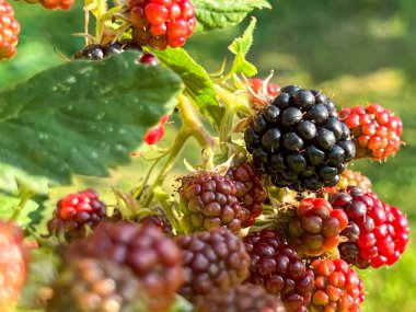 Çalılıklardaki böğürtlenlere yakın plan: koyu mor olanlar, kırmızı olgun olanlar ve yeşil olgunlaşmamış olanlar..