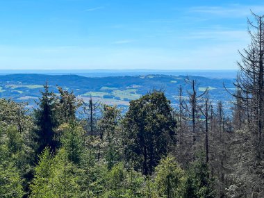 Yürüyüş yolu boyunca uzanan ağaçlar Masa Dağları Ulusal Parkı 'ndaki Bledne Skaly' e varıyor..