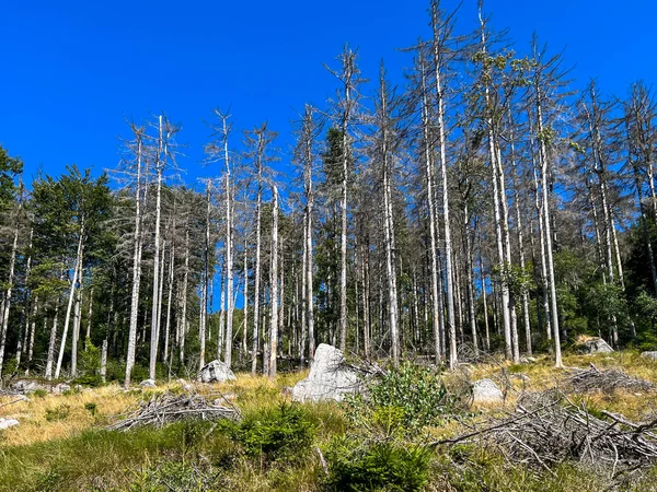 Yürüyüş yolu boyunca uzanan ağaçlar Masa Dağları Ulusal Parkı 'ndaki Bledne Skaly' e varıyor..