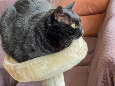 Siyah bir ev kedisi bir dairede oturuyor ve buna hazırlanıyor..