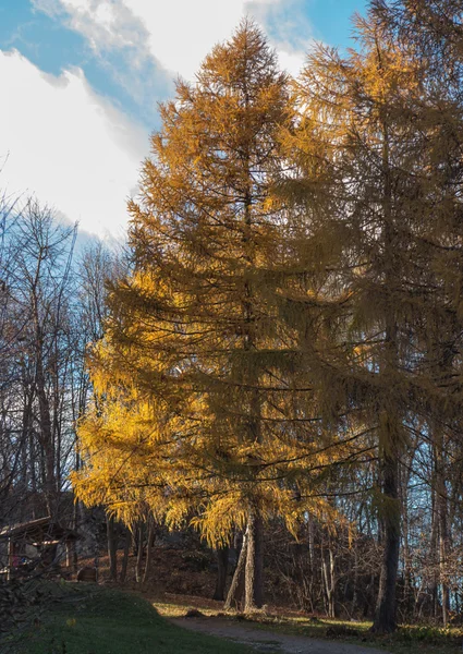Larch in autumn with yellow  needles — Stock Photo, Image