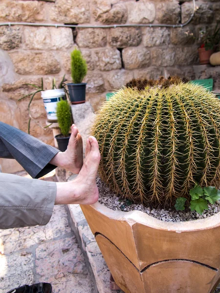 Verifying the cactus has sharp thorns? — Stock Photo, Image