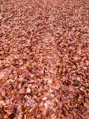  ıslak kayın yere arka plan olarak düşmüş yapraklar