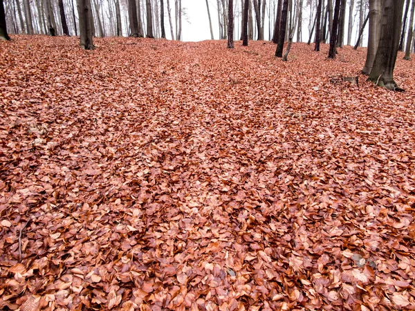 湿山毛榉叶子落到地面作为背景 — 图库照片