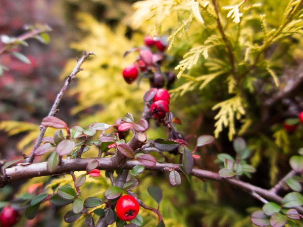 Automne, fruits colorés, baies sur les buissons , — Photo