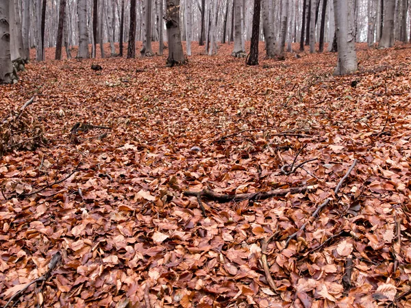 Wet beech leaves fallen to the ground as the background — Stock Photo, Image