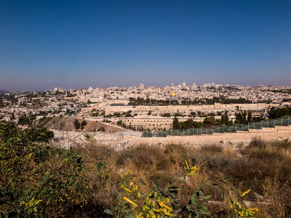 Mount of Olives ove sarı hardal İncille bush çiçeklenme — Stok fotoğraf